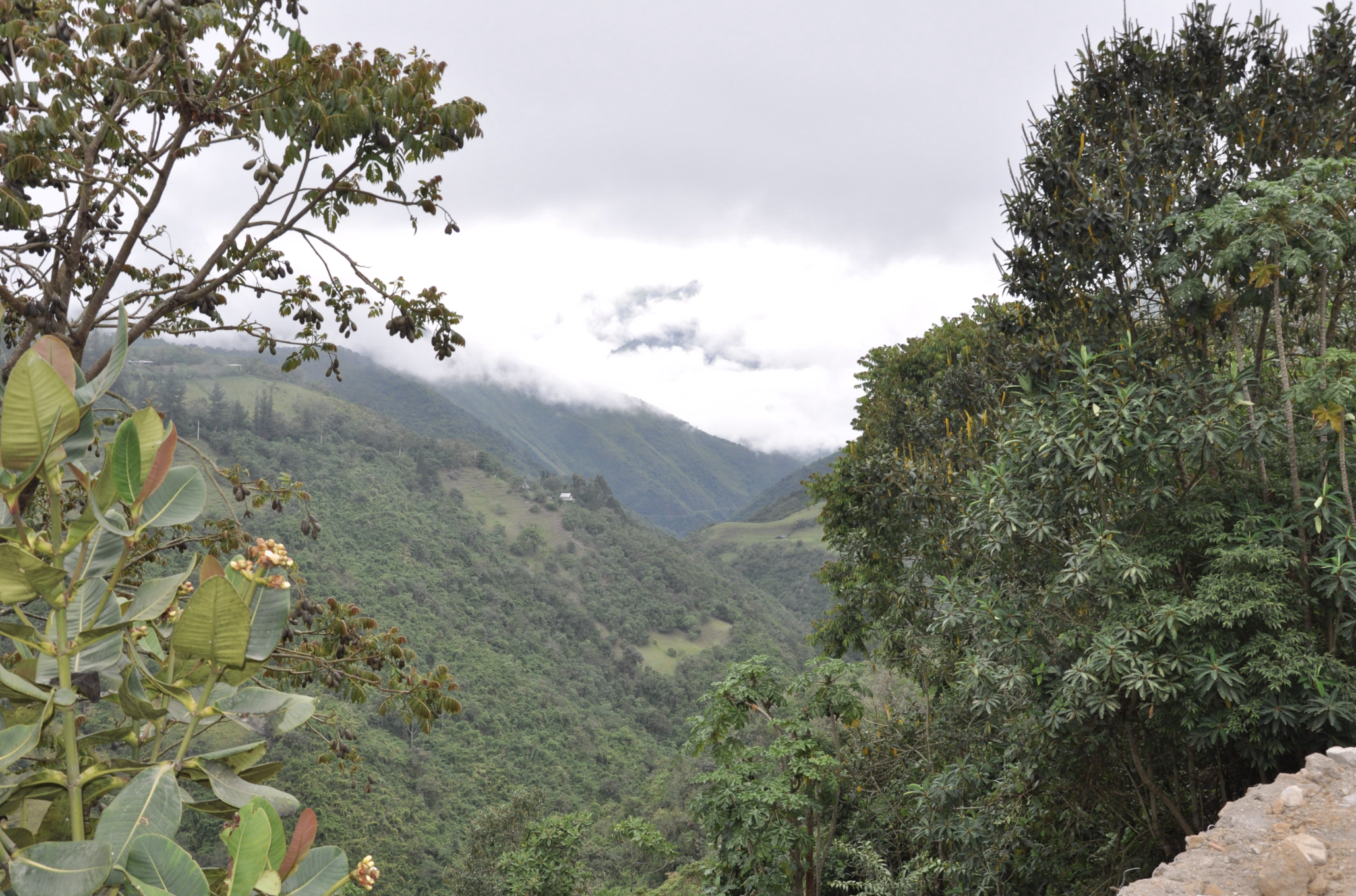 Bosque del Chocó Andino