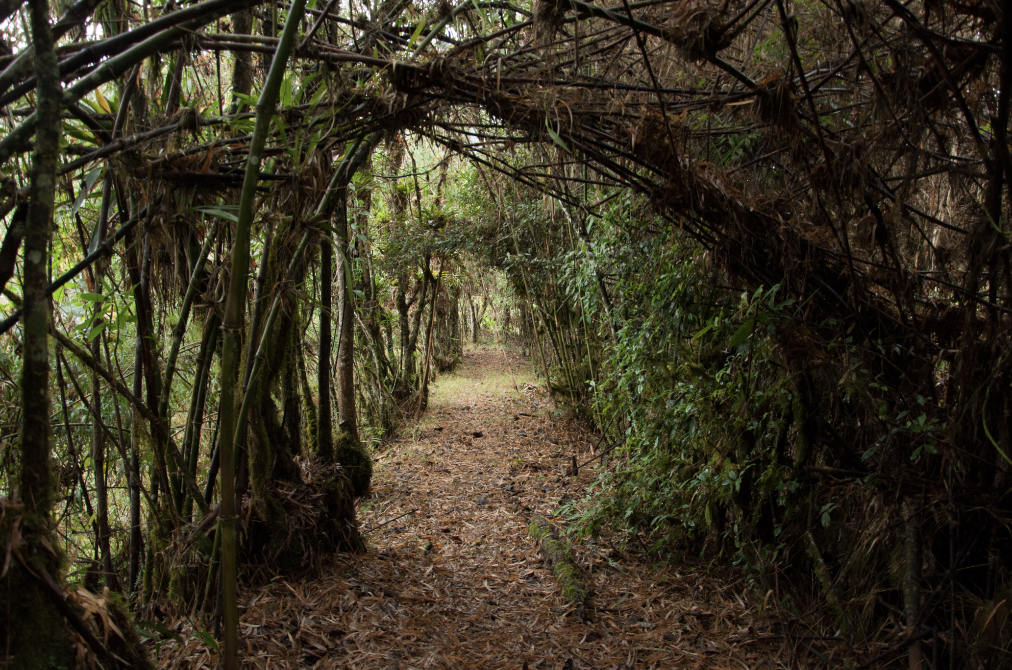 Sendero en el Chocó Andino