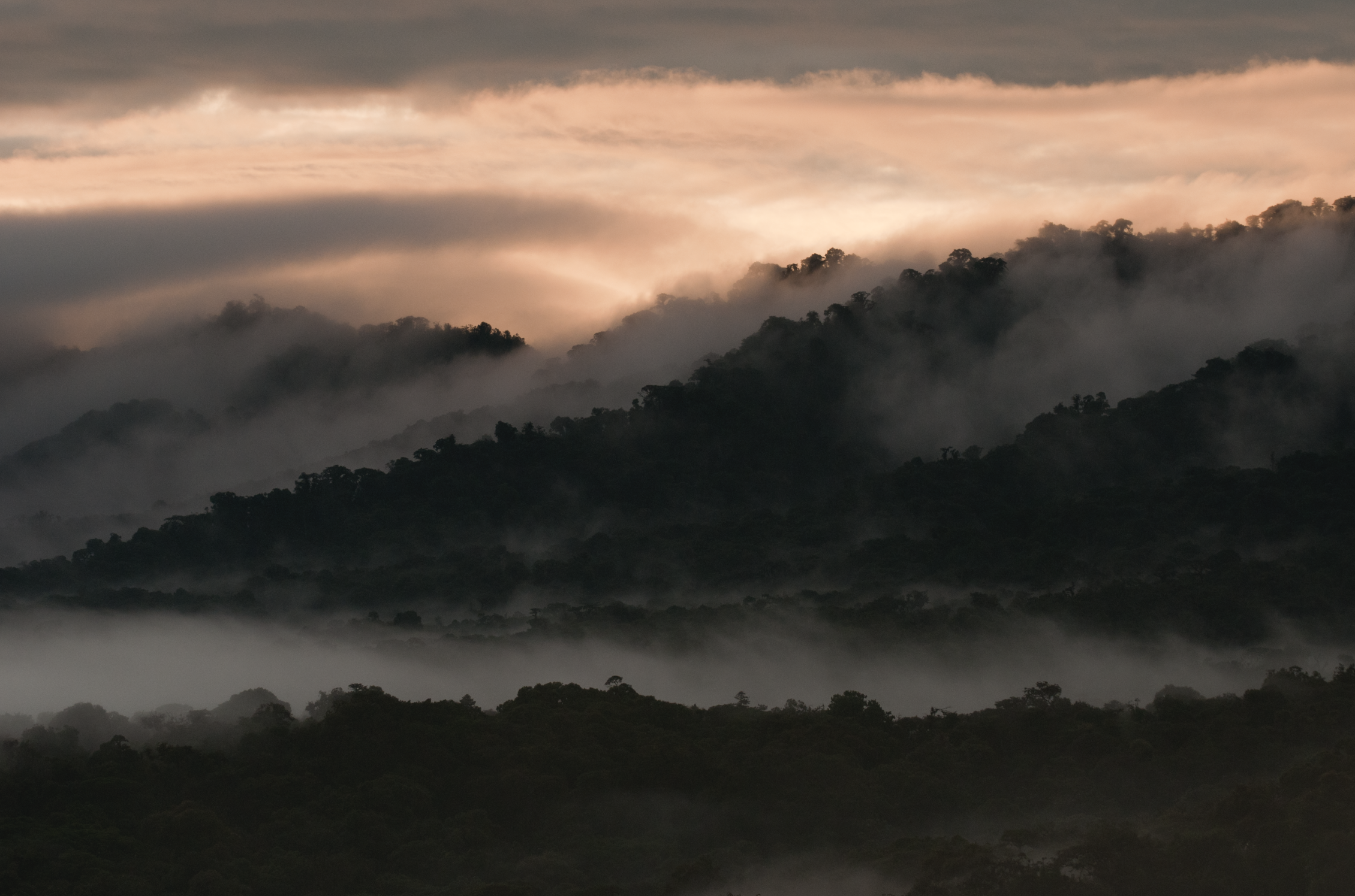 Neblina sobre los bosques del Chocó Andino